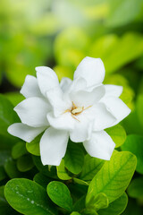 Wall Mural - Pretty gardenia flower (Gardenia jasminoides) blooming  Beautiful in morning in the green leaf garden background