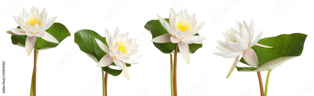 Set of beautiful lotus flowers on white background. Banner design - obrazy, fototapety, plakaty 