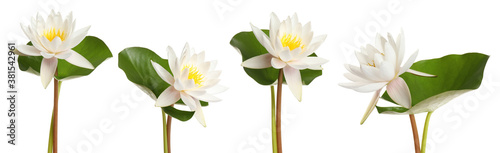 Fotografía Set of beautiful lotus flowers on white background. Banner design