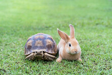 The Rabbit And Turtle Tales.