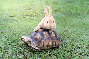 the rabbit and turtle tales.