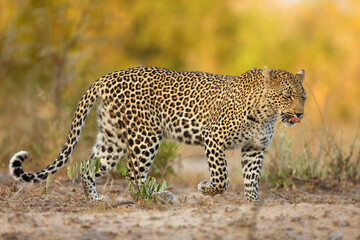 Wall Mural - The African leopard (Panthera pardus pardus) young female patrolling in its territory. A leopard with his tongue sticking out in a beautiful evening light in a yellow landscape.