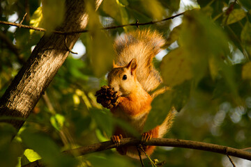 squirrel sits on a tree branch and holds a pine cone