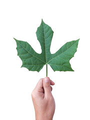 Wall Mural - Hand holding Fresh green leaves of Chaya, (Cnidoscolus aconitifolius (Mill.) I.M.Johnst., Euphorbiaceae) isolated on white background.