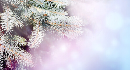 Poster - Horizontal Christmas background with branch of fir tree