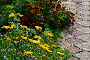 Wall Mural - a calendula bush with yellow flowers and unripe seeds grows near a garden path made of yellow and re