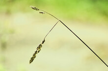 A Broken Stalk Of Grass