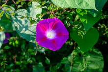 One Delicate Light Blue Purple Flower Of Ipomoea Purpurea, Commonly Known As Common Morning Glory In A Garden In A Sunny Summer Day, Beautiful Outdoor Floral Background.