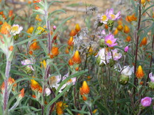 Everlastings And Immortelle Wildflowers In Australia