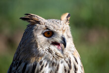 Sibrian Eagle Owl Nocturnal Bird Of Prey Predator