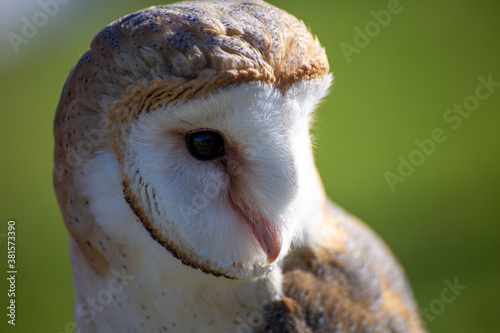 Cuadros en Lienzo barn owl nocturnal bird of prey