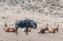 Blue Wildebeest And Red Hartebeest In The Kgalagadi