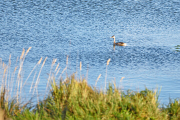 Migrating duck swims on the surface of the water of a forest lake