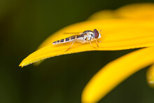 Female Long Hoverfly (Sphaerophoria Scripta) On Orange Cone Flower