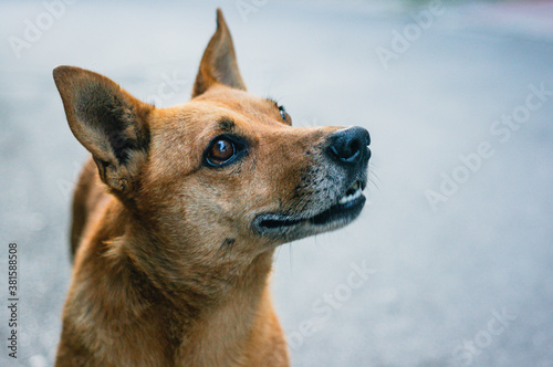 Fotografía Portrait of sad beautiful street dog with kind eyes
