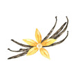 Watercolor vanilla flower with sticks isolated on white. Hand drawn yellow orchid for parfume, packaging design. Natural ingredient and spice for culinary, recipe.