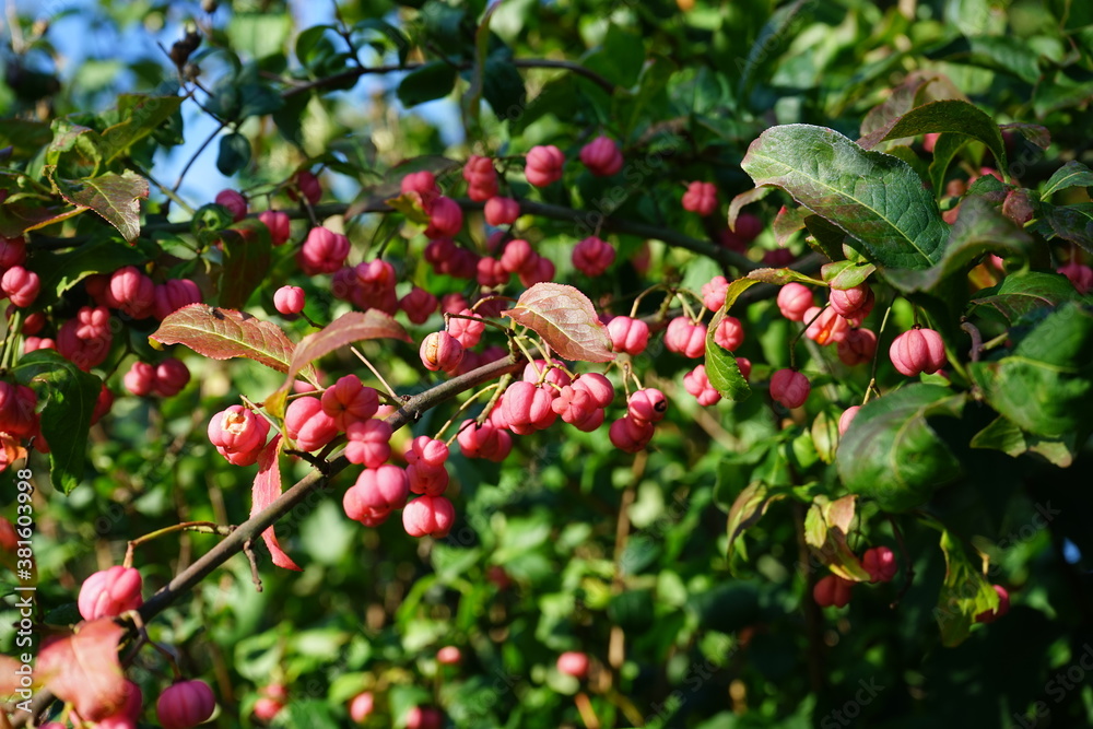 Syzygium luehmannii is a medium-sized coastal rainforest tree native to ...