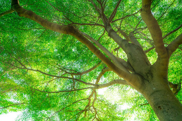 Wall Mural - bottom view of tree trunk to green leaves of big tree in tropical forest with sunlight. fresh enviro