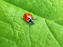 Red Ladybug On A Green Leaf In The Garden
