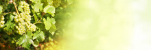 Close Up Of Green Grapes In A Vineyard On Green Panoramic Background, Wine And Fall Web Banner