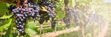 Panorama Of Red Black Grapes In A Vineyard