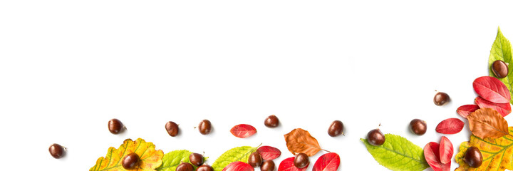 Wall Mural - colorful autumnal leaves and nuts on white panoramic background with copy space, autumn concept
