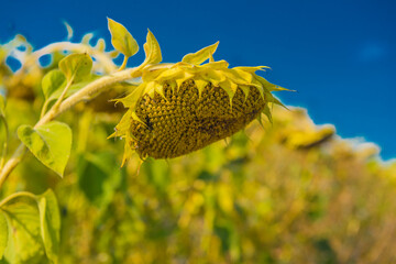 sunflowers in a field  on a sunny day