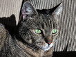 Portrait of a tabby cat with green eyes.