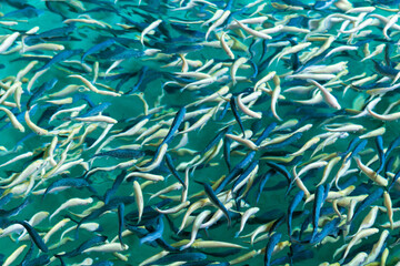 Trout farming in the fish pond, breeding freshwater fish. selective focus