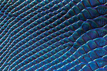 Blue Glass Scales Texture