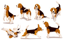 Cute Cool Beagle Puppy Set. Collection Of Flat Dog In Various Poses And Actions. Vector Illustration Of Domestic Pet Behavior