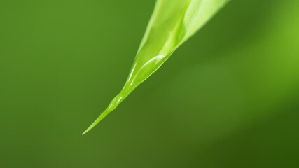 Wall Mural - Super slow motion of falling water drop from leaf. Filmed on high speed cinema camera, 1000fps. Shallow depth of focus.