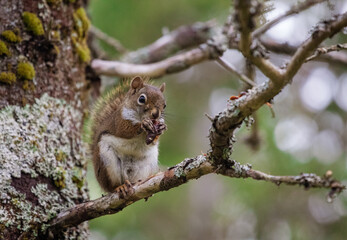 squirrel on tree