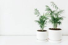 Two Chamaedorea In A White Ceramic Pots With The White Wall For Copy Space. Modern Houseplants. Minimal Style.