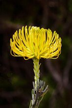 Yellow Nodding Pincushion (Leucospermum Cordifolium) Flower Against Dark Background