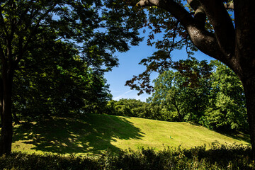 Canvas Print - The beautiful and curious landscape of forest and clouds background blue sky at the park.