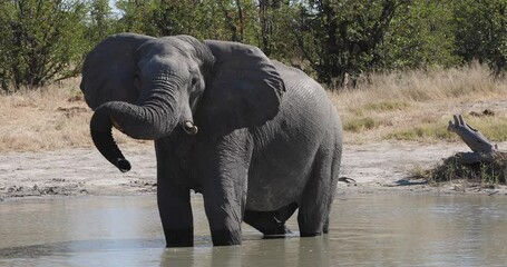 Wall Mural - majestic african elephant drink water on waterhole in savuti chobe national park, botswana safari wi