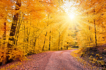 Wall Mural - forest road going through the trees on a sunny autumn day.