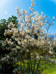 Sticker - (Amelanchier lamarckii) Kupfer-Felsenbirne oder Korinthenbaum mit eine Wolke strahlend weißer Sternenblüten und Kupferfarbe Laub