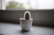 Mały kaktus 