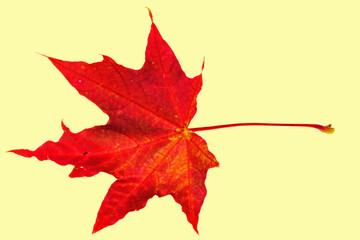 Close up macro view of gorgeous red maple leaves isolated on yellow background. Autumn concept. 