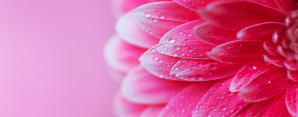 Wall Mural - pink gerbera flower petals with drops of water, macro on flower, beautiful abstract background. bann