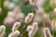 Dojrzała koniczyna Trifolium pratense z puszystymi kwiatkami