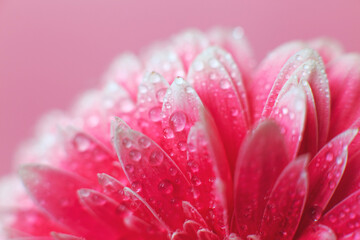 Wall Mural - pink gerbera flower petals with drops of water, macro on flower, beautiful abstract background