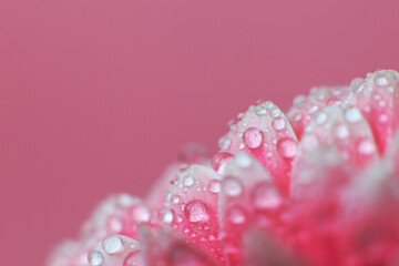 Wall Mural - pink gerbera flower petals with drops of water, macro on flower, beautiful abstract background