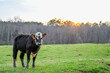 Cows at sunset 