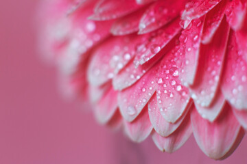 Wall Mural - pink gerbera flower petals with drops of water, macro on flower, beautiful abstract background