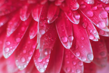 Wall Mural - pink gerbera flower petals with drops of water, macro on flower, beautiful abstract background