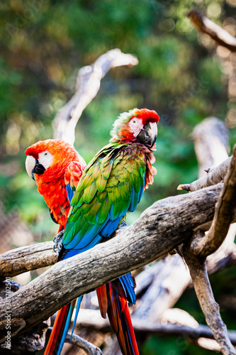 Dekoracja na wymiar  piekna-papuga-ara-z-kolorowymi-piorami