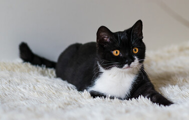 Wall Mural - Portrait of cute bicolor british short hair kitten of 4 months old. Selective soft focus. black and white cat